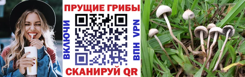 закладка  Игарка  darknet официальный сайт  Галлюциногенные грибы Psilocybine cubensis 